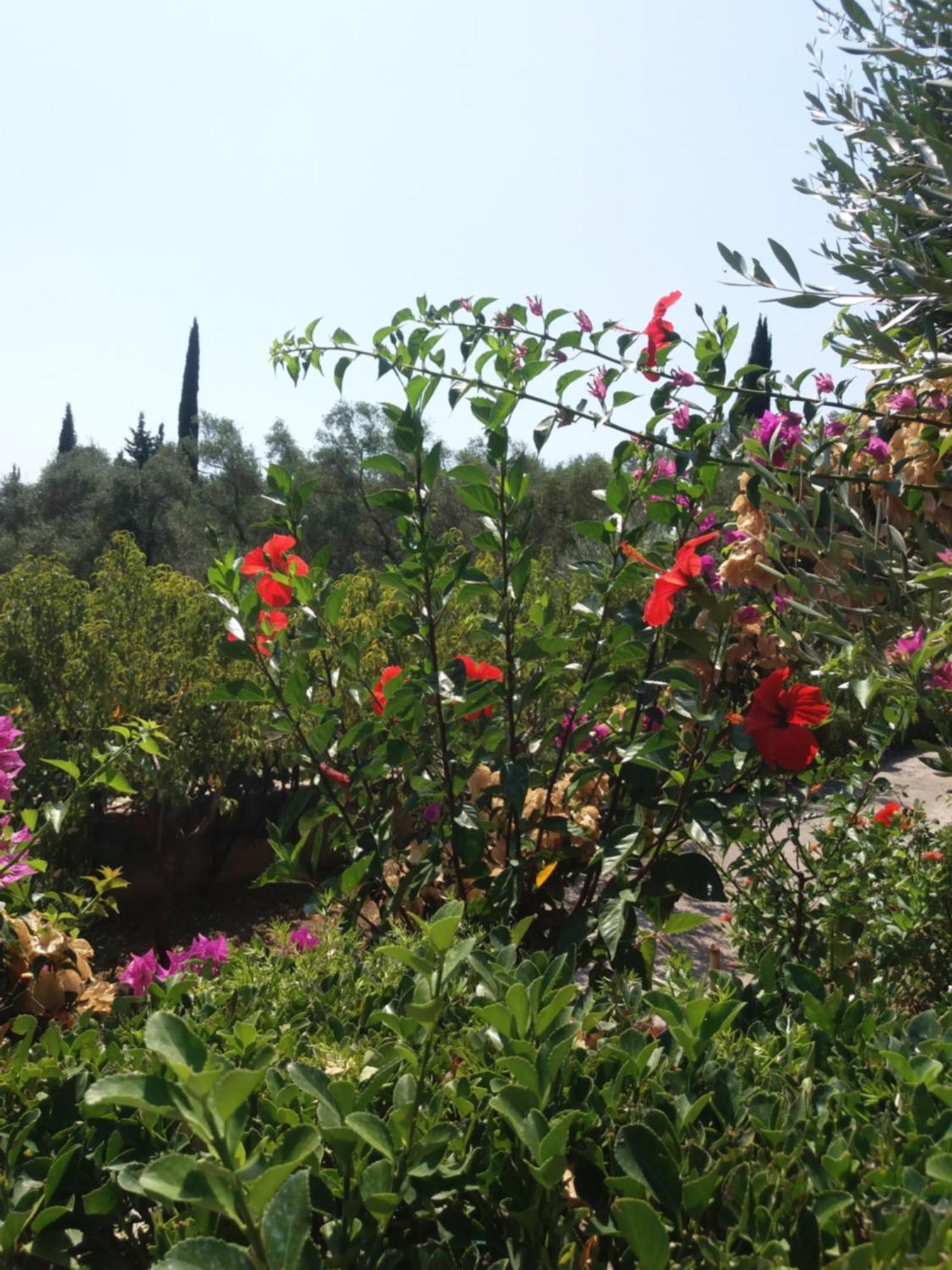 Apostolos & Eleni Family Apartments Perama  Buitenkant foto